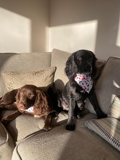 Photo associated with Flawless Dog and Pet Grooming Services
