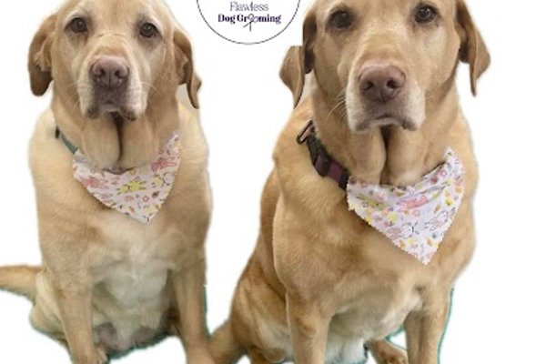 Photo associated with Flawless Dog and Pet Grooming Services