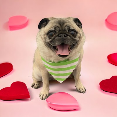 Photo associated with Posh pawz dog grooming