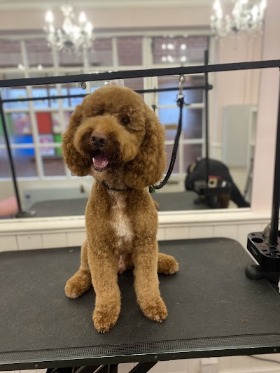 Photo associated with Posh pawz dog grooming