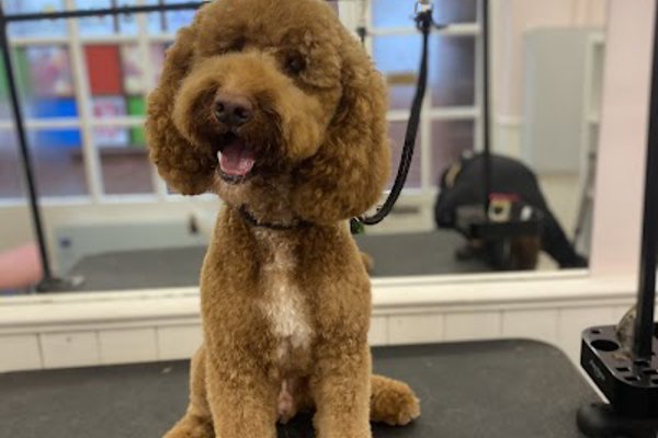 Photo associated with Posh pawz dog grooming