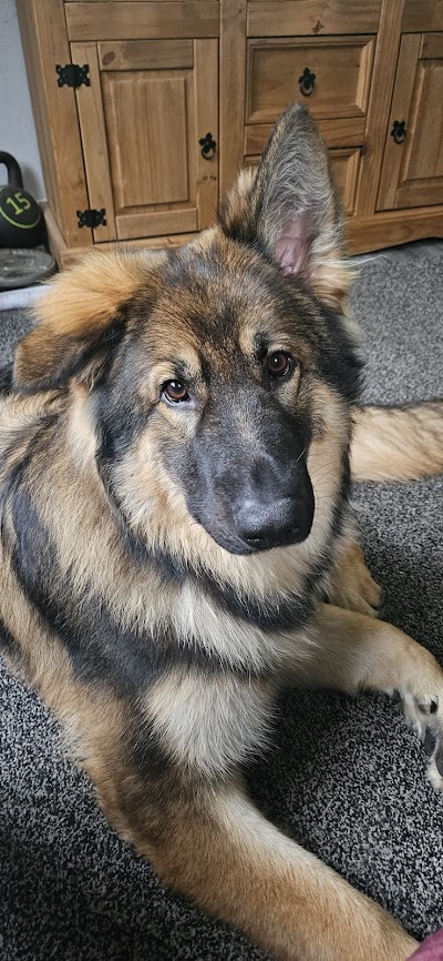 Photo associated with Posh pawz dog grooming