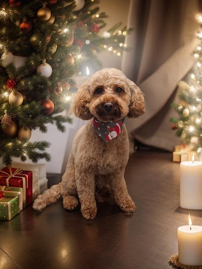 Photo associated with Pickles Paws Dog Grooming