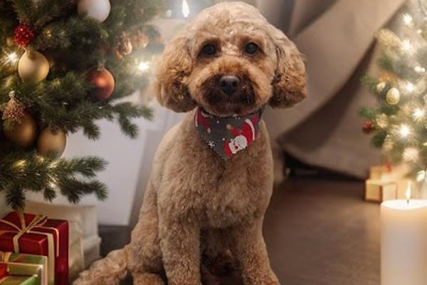 Photo associated with Pickles Paws Dog Grooming