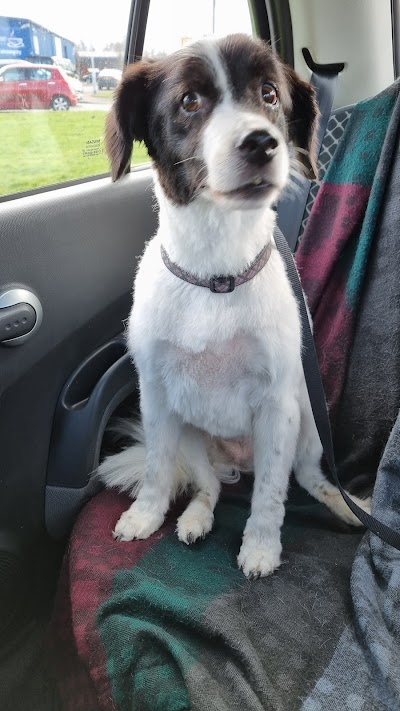 Photo associated with TLC Grooming Services