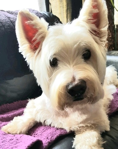 Photo associated with TLC Grooming Services
