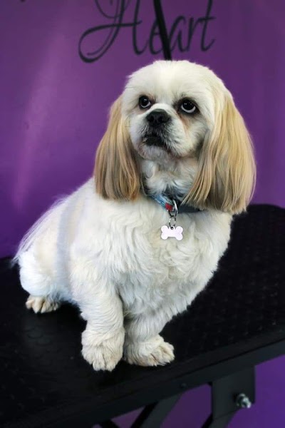 Photo associated with green's dog grooming