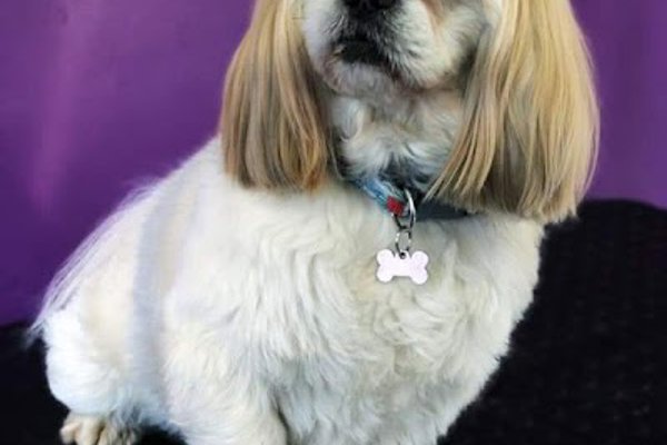 Photo associated with green's dog grooming
