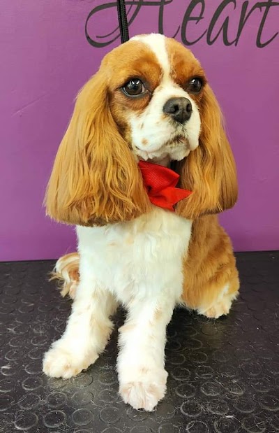 Photo associated with green's dog grooming