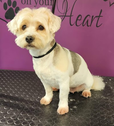 Photo associated with green's dog grooming
