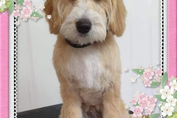 Photo associated with Mutt Cutz