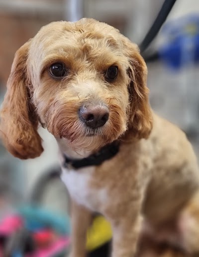 Photo associated with Ponteland Pads and Paws Dog Grooming