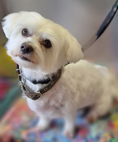 Photo associated with Ponteland Pads and Paws Dog Grooming