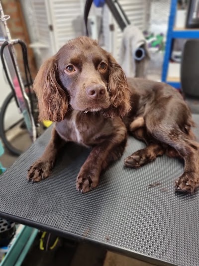 Photo associated with Ponteland Pads and Paws Dog Grooming