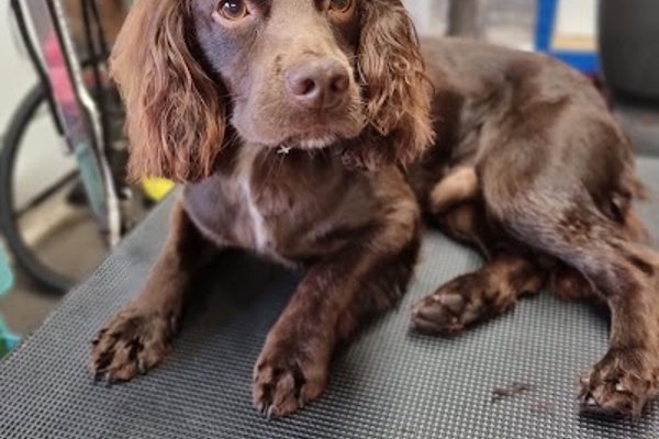Photo associated with Ponteland Pads and Paws Dog Grooming