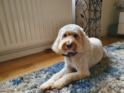 Photo associated with Groomers Inc