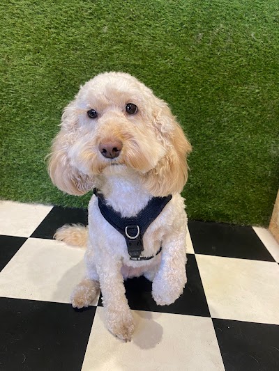 Photo associated with Fresh Paws Wilsden canine dog grooming and teeth cleaning
