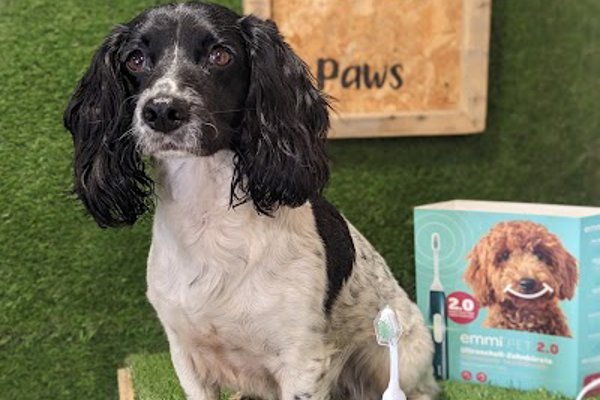 Photo associated with Fresh Paws Wilsden canine dog grooming and teeth cleaning