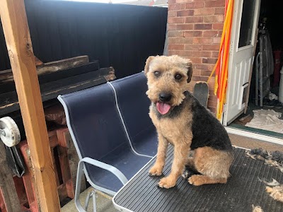 Photo associated with Cams Mobile Dog Grooming