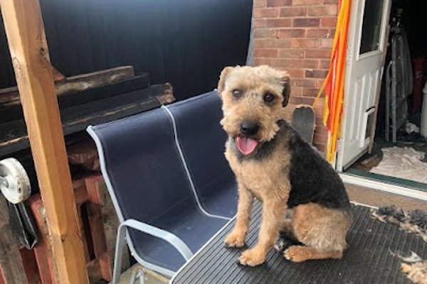 Photo associated with Cams Mobile Dog Grooming