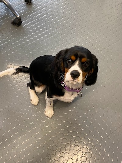 Photo associated with Posh paws of davenport Dog Groomers