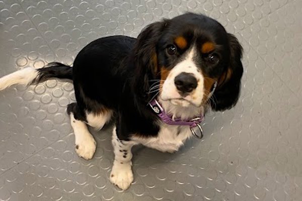 Photo associated with Posh paws of davenport Dog Groomers