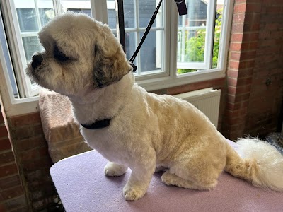 Photo associated with Dishy Dogs Grooming Parlour