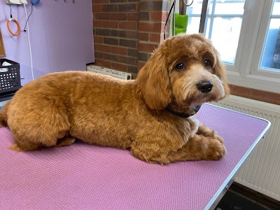 Photo associated with Dishy Dogs Grooming Parlour