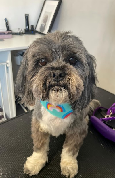 Photo associated with The Paw Pad Grooming and Spa Treatments