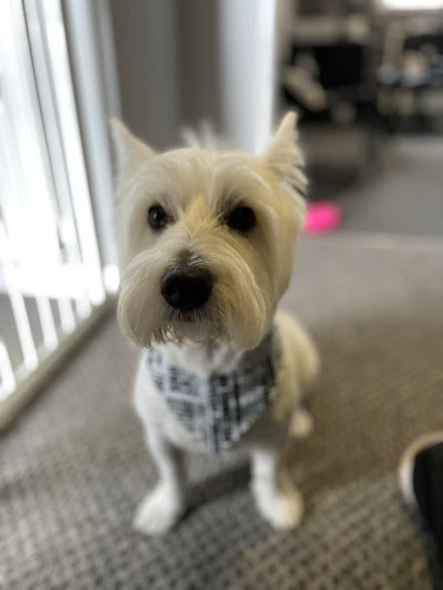 Photo associated with The Paw Pad Grooming and Spa Treatments