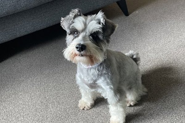 Photo associated with The Paw Pad Grooming and Spa Treatments