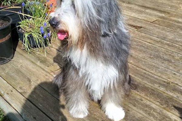 Photo associated with Wagtails Dog Grooming