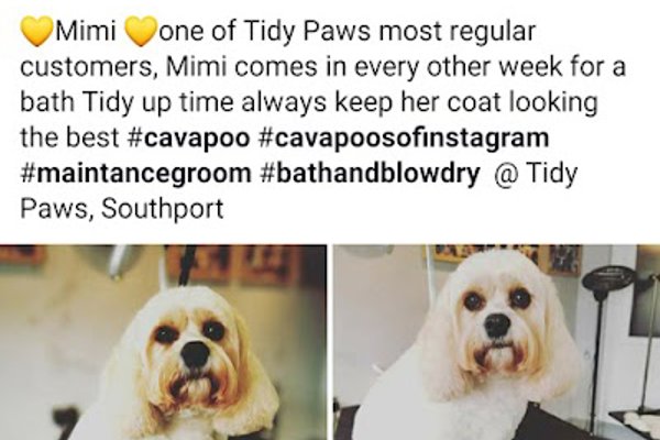 Photo associated with Tidy Paws Southport
