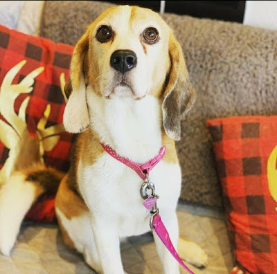 Photo associated with Tidy Paws Southport