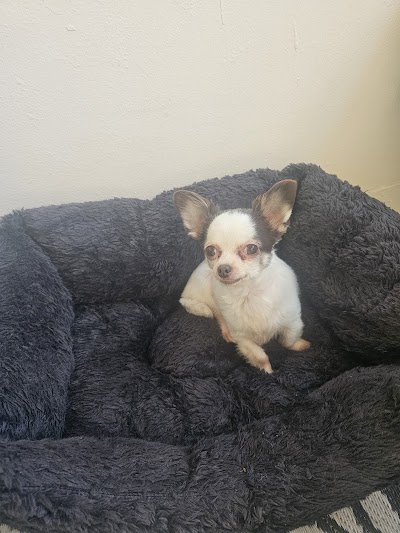Photo associated with The Dogs Bullocks Mobile Dog Grooming
