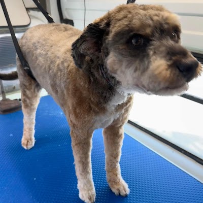 Photo associated with The Dogs Bullocks Mobile Dog Grooming