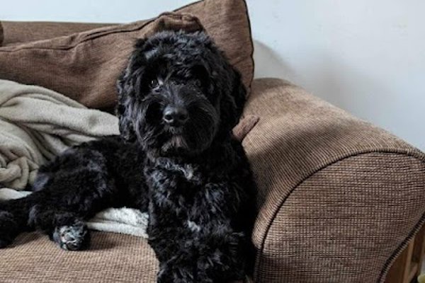 Photo associated with The Dogs Bullocks Mobile Dog Grooming