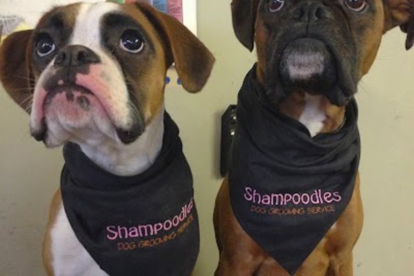 Photo associated with Shampoodles