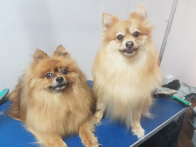 Photo associated with Beautifur Pet Grooming