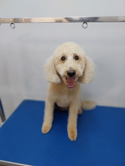 Photo associated with Beautifur Pet Grooming