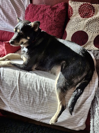 Photo associated with Roslyn's Dog Grooming