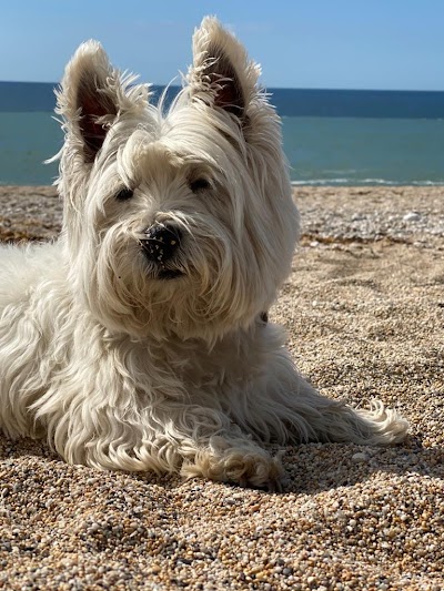 Photo associated with Roslyn's Dog Grooming