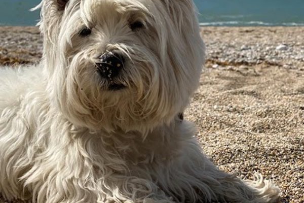Photo associated with Roslyn's Dog Grooming