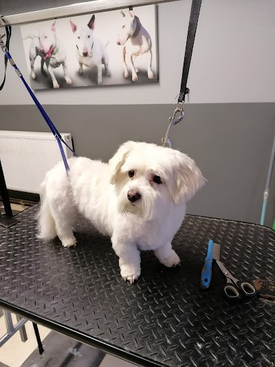 Photo associated with Scruffy Pooches