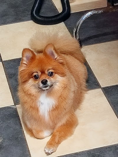 Photo associated with Scruffy Pooches
