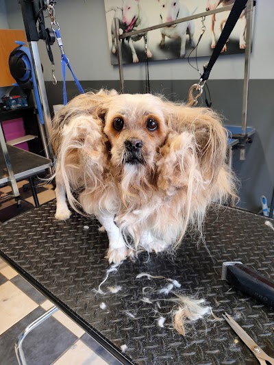 Photo associated with Scruffy Pooches
