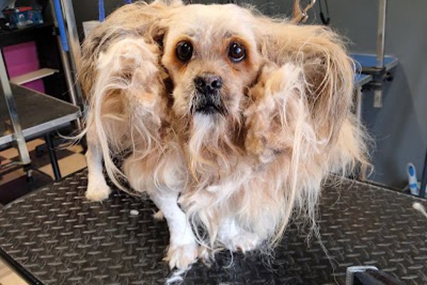 Photo associated with Scruffy Pooches