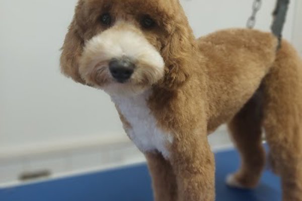 Photo associated with Tangled Tails Dog Groomer