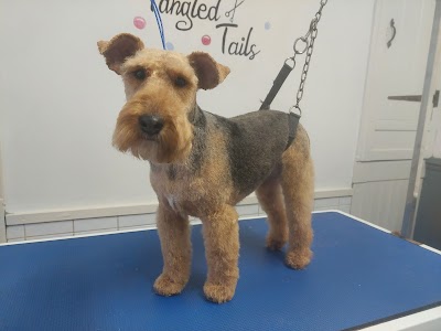 Photo associated with Tangled Tails Dog Groomer