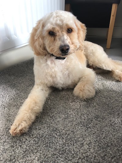 Photo associated with Dog Gone Gorgeous